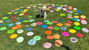 Labrador retriever has a knack for finding lost frisbees