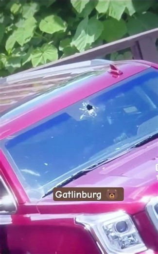 Gatlinburg Bear busting through windshield 🐻 #gatlinburg #dollywood