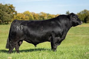 SAT Wolverine 916 - Select Sires Beef