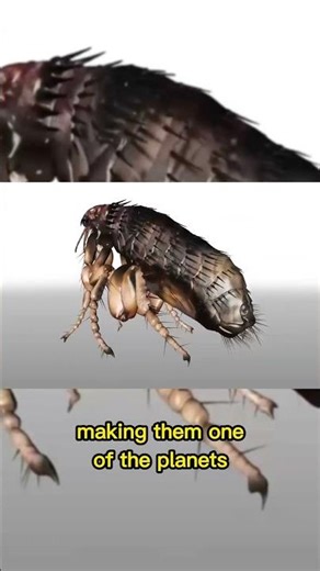 Meet the Super Flea | Jumping 200 Times Its Body Length #quickfacts #shorts #youtubeshorts