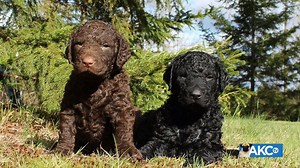 They're among America's most versatile gundogs and peerless swimmers. Meet the Curly-Coated Retriever! | AKCtv