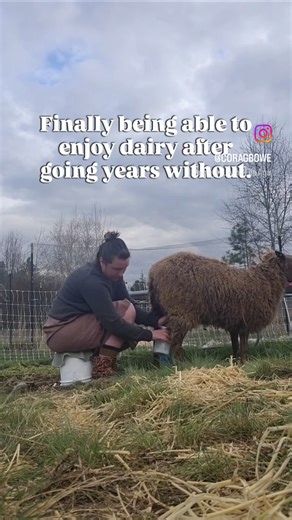 Dairy that heals 🐑🥛🧀✨️