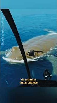 The fattest animals on the planet. #curiosities #animals