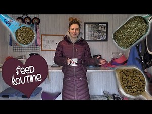 What I Feed My Mini Horses