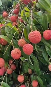 Lychee plantation in China #fruit #facts #shorts