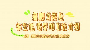 细胞分类及永生化诱导的方法介绍10-EB病毒介导的细胞永生化
