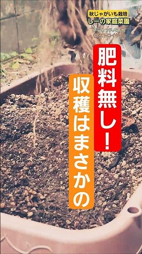プランターで秋じゃがいも栽培は肥料無しで育ててみた！グラウンドペチカ編のお知らせ★収穫はまさかの……《しーの家庭菜園＊秋じゃがいも栽培2025》