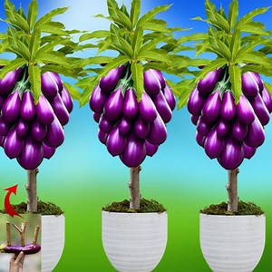 The technique of propagating mango with eggplant stimulates strong roots and fast tree growth | Tree Garden