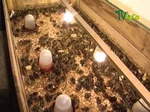 Quail Breeding - Juan Gonzalo Angel - TvAgro