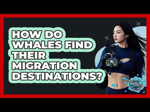 How Do Whales Find Their Migration Destinations? - The Marine Life Explorer