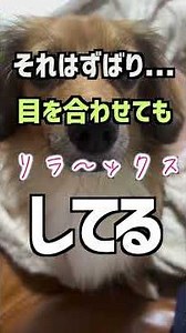 犬がこれをしたら大好きの証！LOVEサイン！ #shorts
