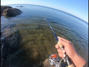 Pêche du BAR aux leurres août 2022. Une belle matinée en surface et au poisson nageur.