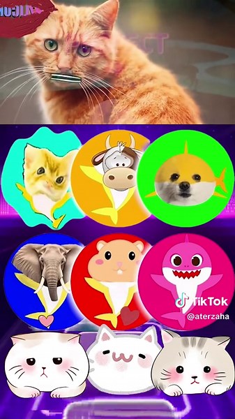 Baby Shark: Discover Fun with Cat and Elephant