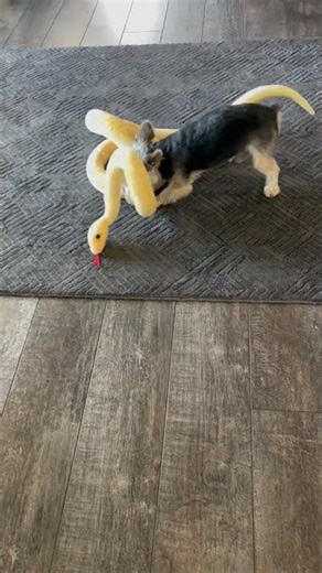 Yorkie plays with toy snake in Las Vegas, Nevada, USA