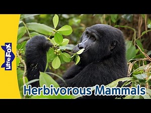 Plant-Eating Animals l Mountain Gorilla, Flying Fox, and More l Meet the Animals l Little Fox