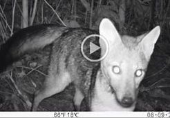 Video Gallery: Camera Traps | Saving Nature
