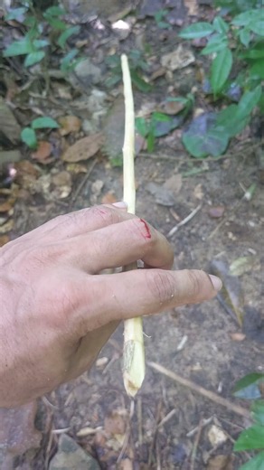 How to Make a Simple Wooden Bow in the Wild! 🏹 #Shorts