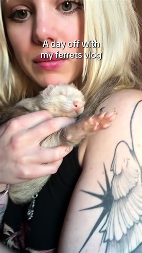 Exploring My Ferrets' Playroom Upgrades