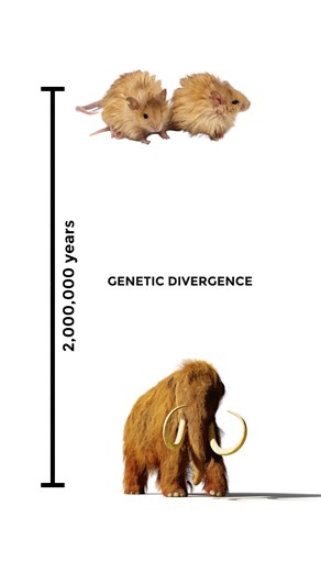 Matt Beall Podcast on Instagram: "The woolly mouse. Here's what it is and why it matters. Testing mammoth gene edits on elephants is ethically dubious, so a solution was required. Despite a 200M year genetic divergence between mice and elephants, @benlamm and his team from @colossal used computational analysis on mammoth edits already made in Asian elephant cells, then identified the equivalent mouse genes, and edited those instead. The results were staggering: healthy mice, with woolly fur exac