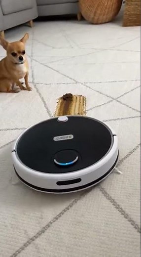 💩🐕 Poop Graffiti Artist! Vacuum Ruined Carpet, Chihuahua is Beaming! #funny #dog #vacuum #chihuahua