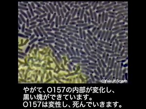 ビフィズス菌に圧倒されるO157