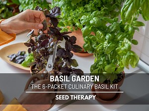 Basil Seed Collection – 6 Heirloom Varieties, Culinary Herb Starter Kit - Etsy
