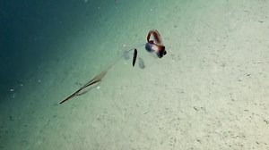 An Up Close View of a Gorgeous Translucent Cockatoo Squid Swimming Deep in the Salish Sea