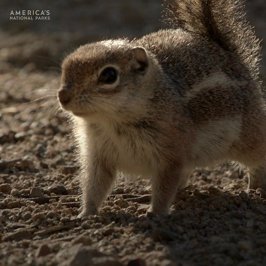 258K views · 6.9K reactions | In Saguaro National Park, heroes come in tiny packages. ️ With nerves of steel and fabulous reflexes, this Harris’s antelope squirrel mother puts her life on the line to protect her babies from a hungry long-nosed snake. | National Geographic Animals | Facebook