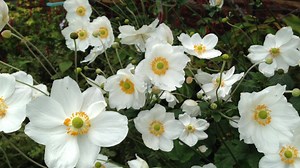 4K views · 50 reactions | How to grow: Japanese anemones......