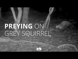 Pine marten carrying a grey squirrel | Yorkshire Pine Marten Project