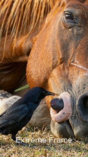 Black raven helps horse #animals #horse #shorts #ai