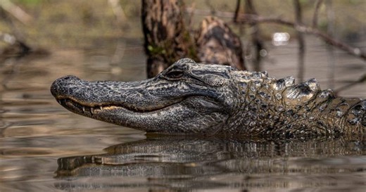 Recreational hunting season on the horizon as alligator population booms