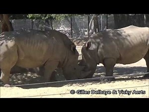 Combattre les rhinocéros / Fighting Rhinos : Thoiry ZooSafari