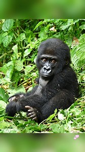 257K views · 11K reactions | Young Gorilla in Rainforest#PhillyZoo 轢#SeasonOfLove #ZooDays | King Gorilla | Facebook