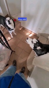 Hablo con mi husky Max y con la cachorro Bombón. Vídeos graciosos de los perros más divertidos y habladores del mundo. La misión de estos dos huskies es hacerte sonreír. Momentos de Max y Bombón the husky hablando. Max the husky es el perro que habla casi perfecto en español. Si viste este vídeo y esbozaste una sonrisa... no lo dudes apoya a Max y Suscríbete para no perderte nada. #maxthehusky #funnydog #perrosgraciosos #funnypets #videosdeanimalesgraciosos | Max the husky