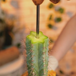 172K views · 911 reactions | Fascinating planting hacks  | 5-Minute Crafts Like | Facebook