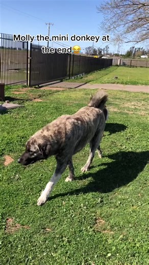 Funny Animal Compilation on the Farm