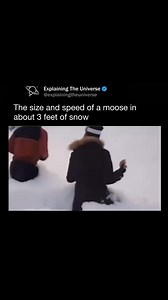 375K views · 12K reactions | Moose are the largest members of the deer family, with males (bulls) typically weighing between 800 and 1,500 pounds (360 to 680 kg) and standing 5 to 7 feet (1.5 to 2.1 meters) tall at the shoulder. Some exceptionally large bulls can exceed 1,800 pounds (820 kg). Their antlers can span up to 6 feet (1.8 meters) across! #memes #explore #reels #learn | Explaining Everything | Facebook