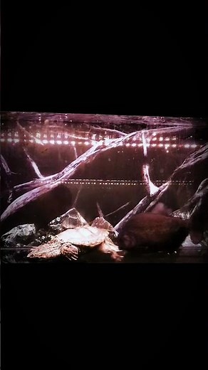 What would happen if an alligator snapping turtle faced off against a fish in the Amazon River