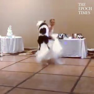 612K views · 1.3K reactions | It’s a wonderful unbreakable bond between owner and dog. Credit: thesupercollies - www.instagram.com/thesupercollies/ | Bright | Facebook