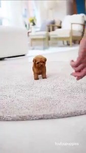 CHLOÉ is the name, treat hunting is the game 🐾 🍬 She's a dream puppy come true 💫 #foufoupuppies #teacuppoodle #poodlepuppy | Foufou's Teacup Puppies