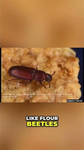 Pantry Pests: Bugs in Your Food? Experts Reveal All! #shorts