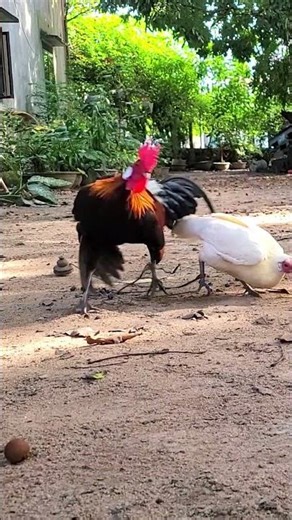 Bẫy Gà Rừng f1 cực sung bằng gà mái Quá nhanh Pikat Betina #chicken #shortsfeed #shorts