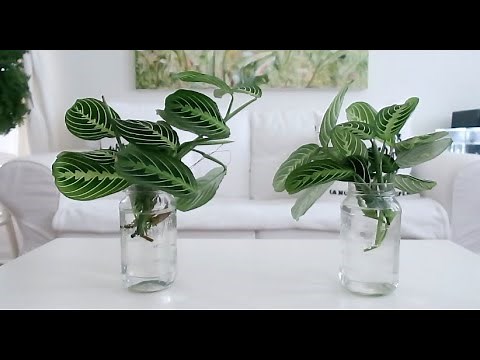 How to Propagate Prayer Plant from Cuttings in Water |100% success everyday