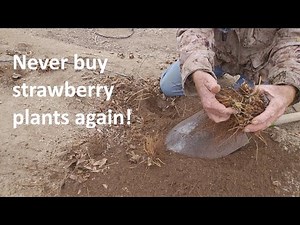 EXACTLY how to divide strawberry plant crowns. Strawberry propagation!