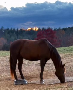 47 reactions | Kizy at sunset. Early in 2025 this bodacious...