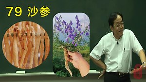 79 沙参——倪师：有南沙参和北沙参