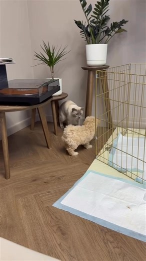 Our Labradoodle puppies are ready to move their new families❤️❤️ #labradoodle | Teacup Puppies For Adoption And Rehoming