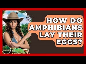 How Do Amphibians Lay Their Eggs? - Reptilian Wonders