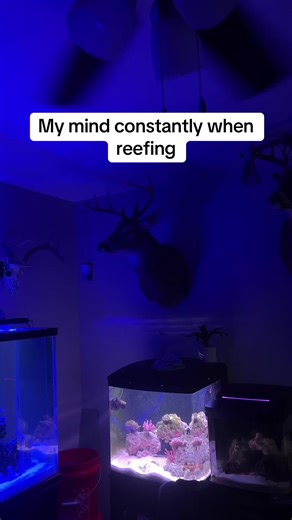 Takes every dime I have it seems #reefing #saltwater #fishtok #trending #fishkeeping